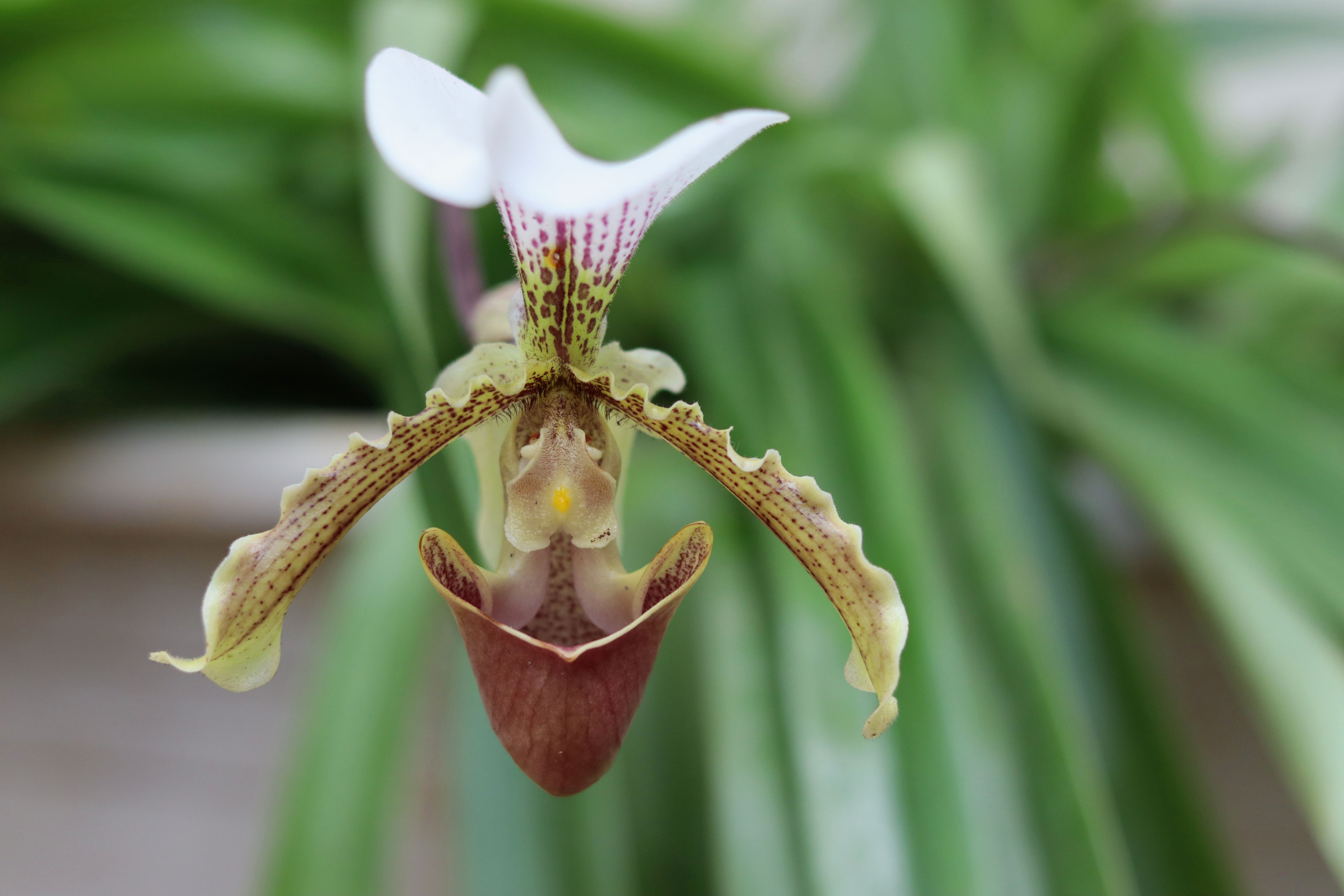 Rare orchid growing on a rainforest tree